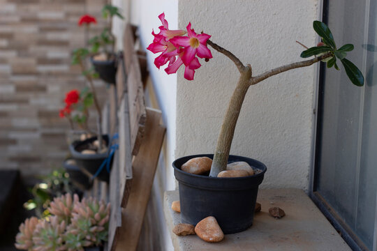 desert rose
