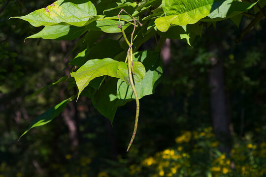 The northern catalpa (Catalpa speciosa), commonly known as the  hardy catalpa, western catalpa, cigar tree or catawba is tree native to the midwestern United States.