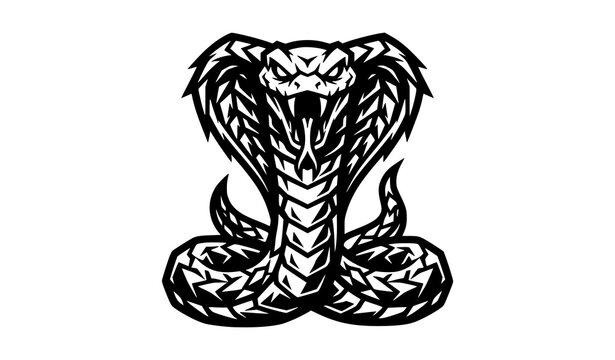 Aggressive black and white snake mascot vector illustration with sharp teeth striking pose