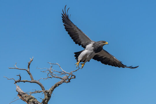 Black-chested Buzzard-Eagle (Geranoaetus melanoleucus) in flight. Patagonia , Chili.      