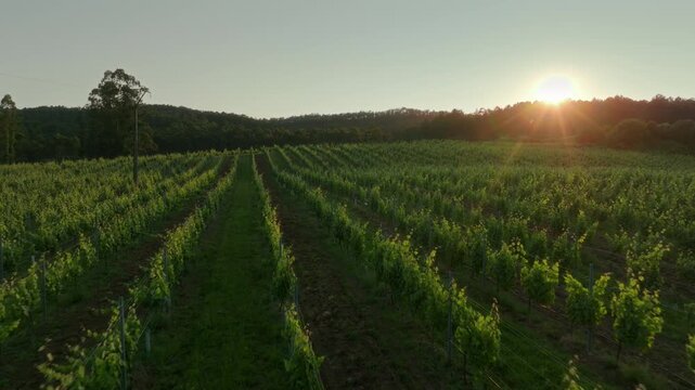 Golden hour over lush vineyard rows in Spain, where the warm, fading sun casts a radiant glow across the vibrant green vines, evoking a sense of peaceful agricultural harmony and the serene beauty of