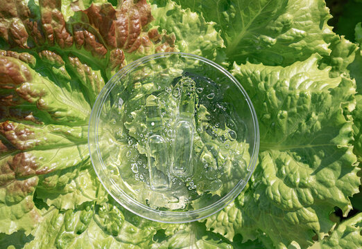 Skincare products, including pipette and serum ampoules, are in Petri dish on fresh green lettuce leaves. Nature as laboratory, pure eco-beauty of plant origin, biotech cosmetics