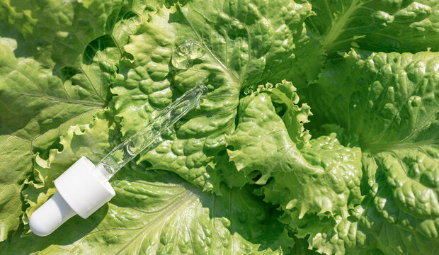 Skincare products, serum essence, pipetted onto fresh green lettuce leaves. Nature as a laboratory, pure, eco-friendly beauty of plant origin, biotech cosmetics