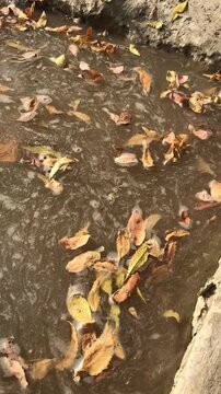 Dry autumn leaves floating in muddy water pool outdoors fallen leaves dirty water autumn season nature scene outdoor environment
