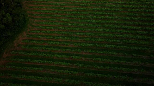 Hypnotic top-down aerial perspective of perfectly aligned vineyard rows at dusk, where the rhythmic patterns of lush green vines and deep earth tones create a sense of profound natural order