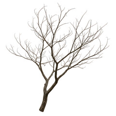 Fototapeta premium Bare winter tree with thin branches on a cold day