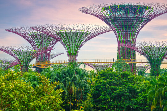 Singapore, 2025-10-13, The Supertrees and the elevated Skywalk of Gardens by the Bay at sunset