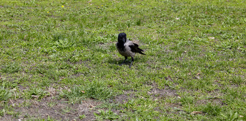 Obraz premium Crow standing on green grass lawn in city park