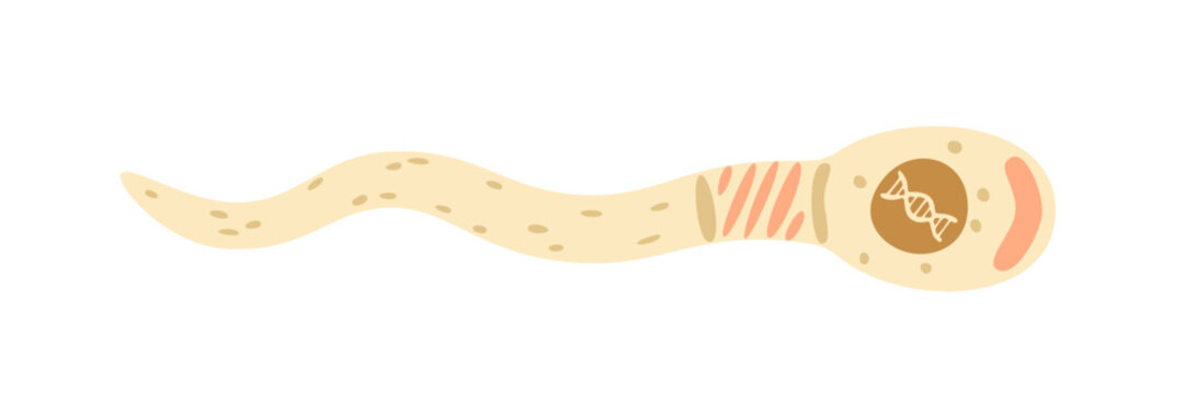 Flat vector illustration of a human sperm cell showing its head, nucleus, mitochondria, and long tail, representing fertility, reproduction, fertilization, genetics, and biology.