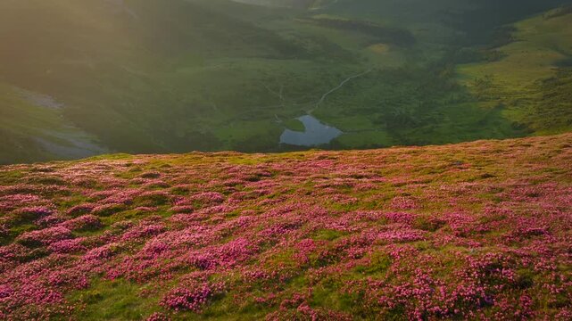 Flying above blooming rhododendron on mountain ridge, revealing a lake