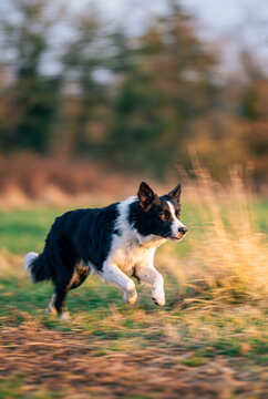 Active Border Collie dog running at full speed through a grassy field in golden evening light