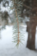 Green needles of a spruce tree branch hang gracefully while snow covers the ground during a quiet and cold winter day outdoors in nature © vannet