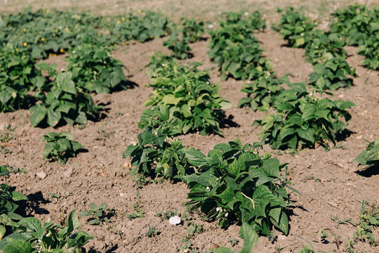 Lush green bean plants growing in neat rows across sun-drenched dry soil on a small rural farm, full of quiet productive calm.