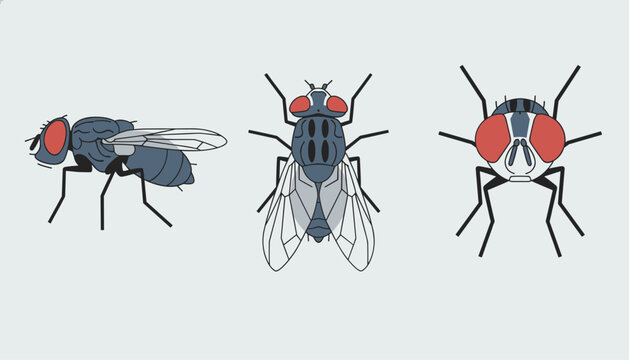 Detailed diagrams of a housefly showcasing different anatomical perspectives including side view, top view, and head.