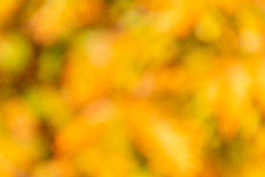 Defocused blur bokeh color. Autumn or fall color background. Blurred bokeh autumn background. Defocused bokeh backdrop. Blur backdrop. Abstract fall background with nobody
