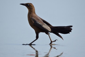 Obraz premium Great-tailed grackle walking in shallow water on the beach in Santa Catalina, Panama