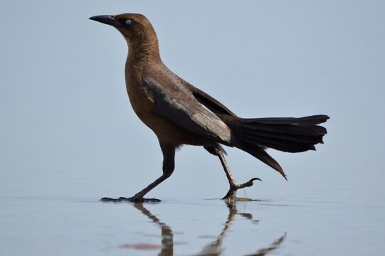 Great-tailed grackle walking in shallow water on the beach in Santa Catalina, Panama