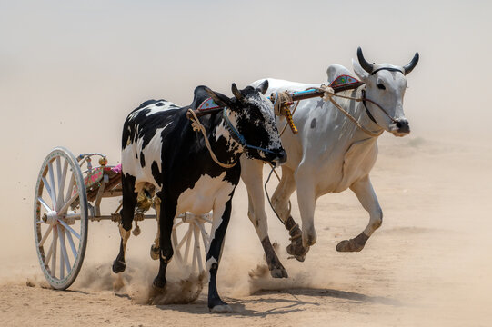 Jahanian, Pakistan - 29 September 2013: View of a bullock cart race with a black and white bull and a white bull pulling a cart across a dusty track in Punjab, Pakistan.