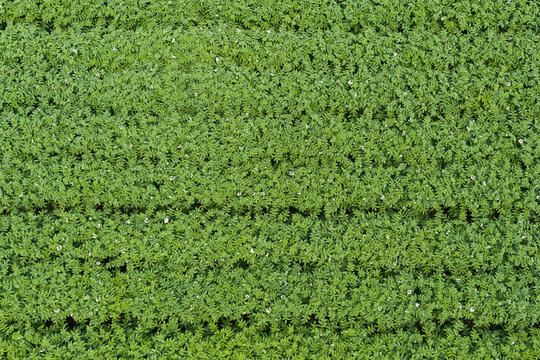 Green crop agricultural farm landscape. Harvesting and agriculture. Crop plantation at farm. Agriculture and cultivation. Aerial top view on green crop field. Nature environment. Green harvest