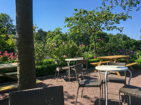 Empty caf&eacute; terrace in a blooming rose garden