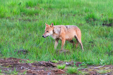 Fototapeta premium Wild grey wolf (Canis lupus) in Finland - selective focus