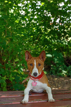 A portrait of a Basenji dog in a park.
