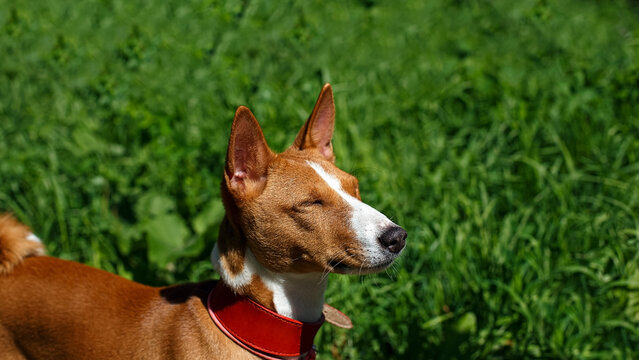 A portrait of a Basenji dog enjoying the sunny summer day in a park.