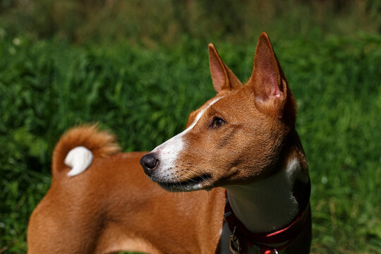 A portrait of a Basenji dog enjoying the sunny summer day in a park.