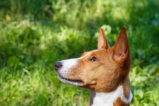 A charming Basenji dog in close-up.