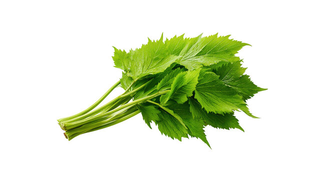 Celery leaves bunch on transparent background