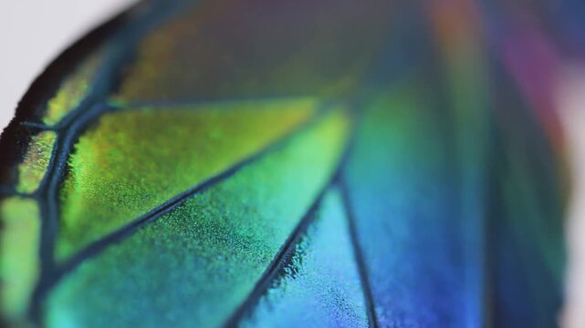 Iridescent butterfly wing fills extreme closeup against a soft white background