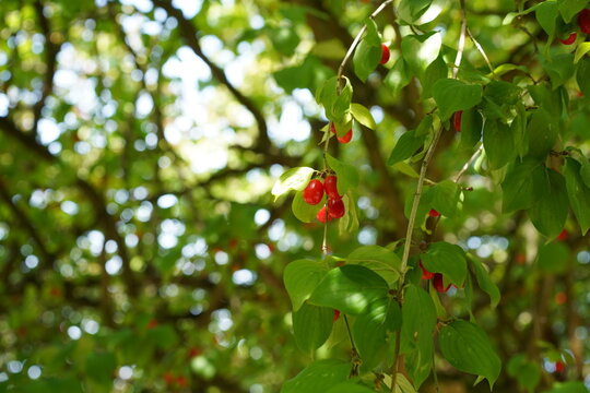 Detailaufnahme von roten Fr&uuml;chte und gr&uuml;nen Bl&auml;ttern einer Kornelkirsche (Cornus mas) im Sommer