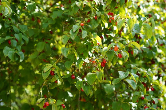 Nahaufnahme einer Kornelkirsche (Cornus mas) mit vielen roten Fr&uuml;chten im Sommer