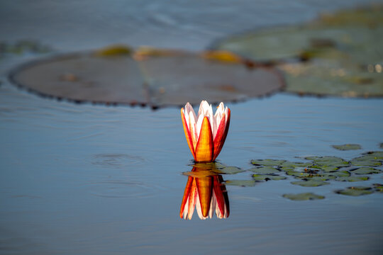 Water lilies on the Chobe River in Namibia