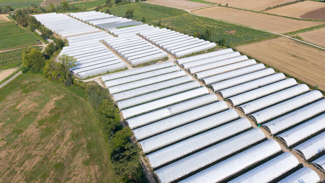 Aerial view of a large greenhouse complex with rows of white arched structures for vegetable production, surrounded by agricultural fields and trees in Milan, Lombardy, Italy.