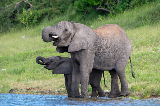 An adult and young African bush elephant drinking in the Chobe River in Chobe National Park.