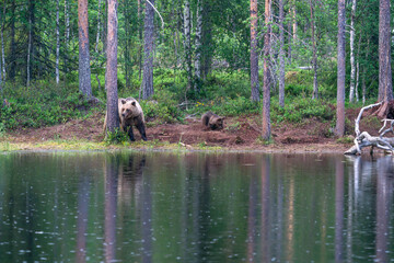 Wild brown bear female with a cub (Ursus arctos) in Finland - selective focus © beataaldridge