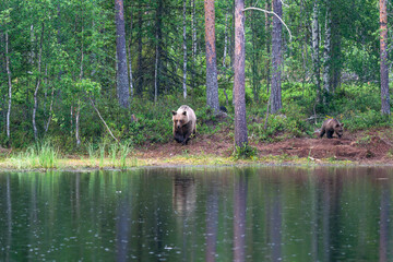 Wild brown bear female with a cub (Ursus arctos) in Finland - selective focus © beataaldridge
