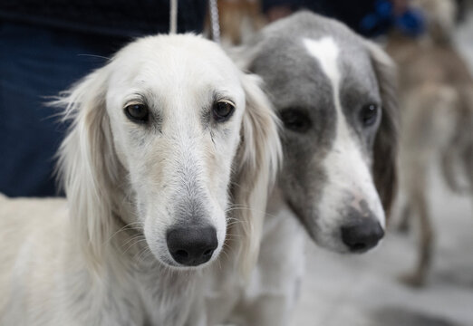 Two Tazy dogs standing together outdoors, showing the distinctive features of the traditional Central Asian sighthound breed.
