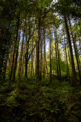Obraz premium Glenageenty forest walk - Castleisland - Kerry county - Ireland
