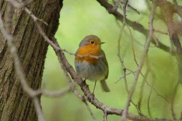 Obraz premium European robin red breast sitting on a branch of a tree.Nature ,wild birds, birdwatching, forest fauna ,wildlife protection