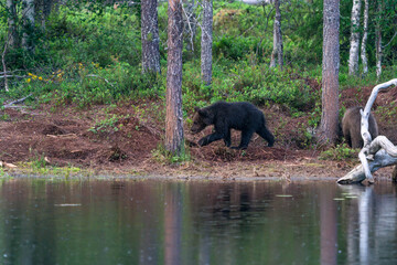 Small brown bear cub (Ursus arctos) in a forest in Finland - selective focus © beataaldridge