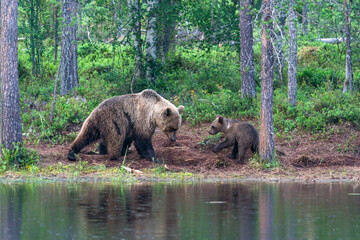Wild brown bear female with a cub (Ursus arctos) in Finland - selective focus © beataaldridge