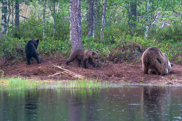 Wild brown bear female with cubs (Ursus arctos) in Finland - selective focus © beataaldridge