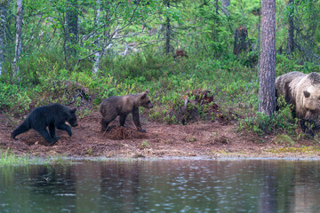 Wild brown bear female with cubs (Ursus arctos) in Finland - selective focus © beataaldridge