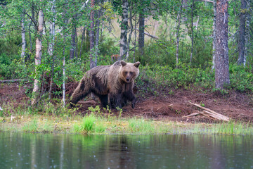 Wild brown bear (Ursus arctos) in Finland - selective focus © beataaldridge