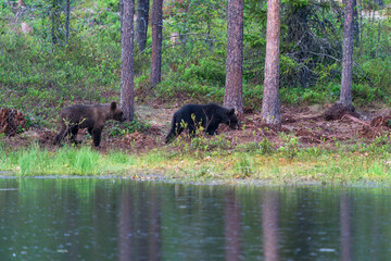 Two small brown bear cubs (Ursus arctos) in a forest in Finland - selective focus © beataaldridge