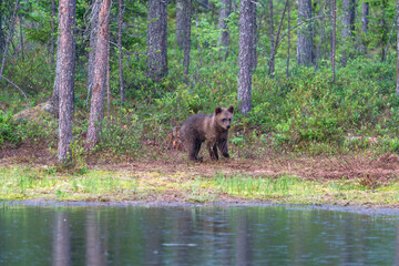 Small brown bear cub (Ursus arctos) in a forest in Finland - selective focus © beataaldridge