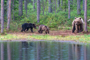 Wild brown bear female with cubs (Ursus arctos) in Finland - selective focus © beataaldridge