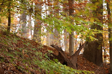 Fototapeta premium Forest in fall season